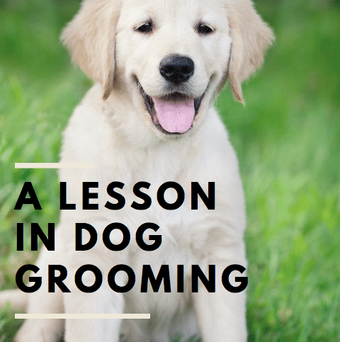 A lesson in dog grooming