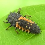 Larval Lady Bug