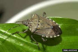 What is a Stink Bug?