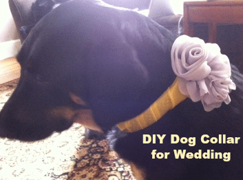 DIY Dog Collar for Wedding