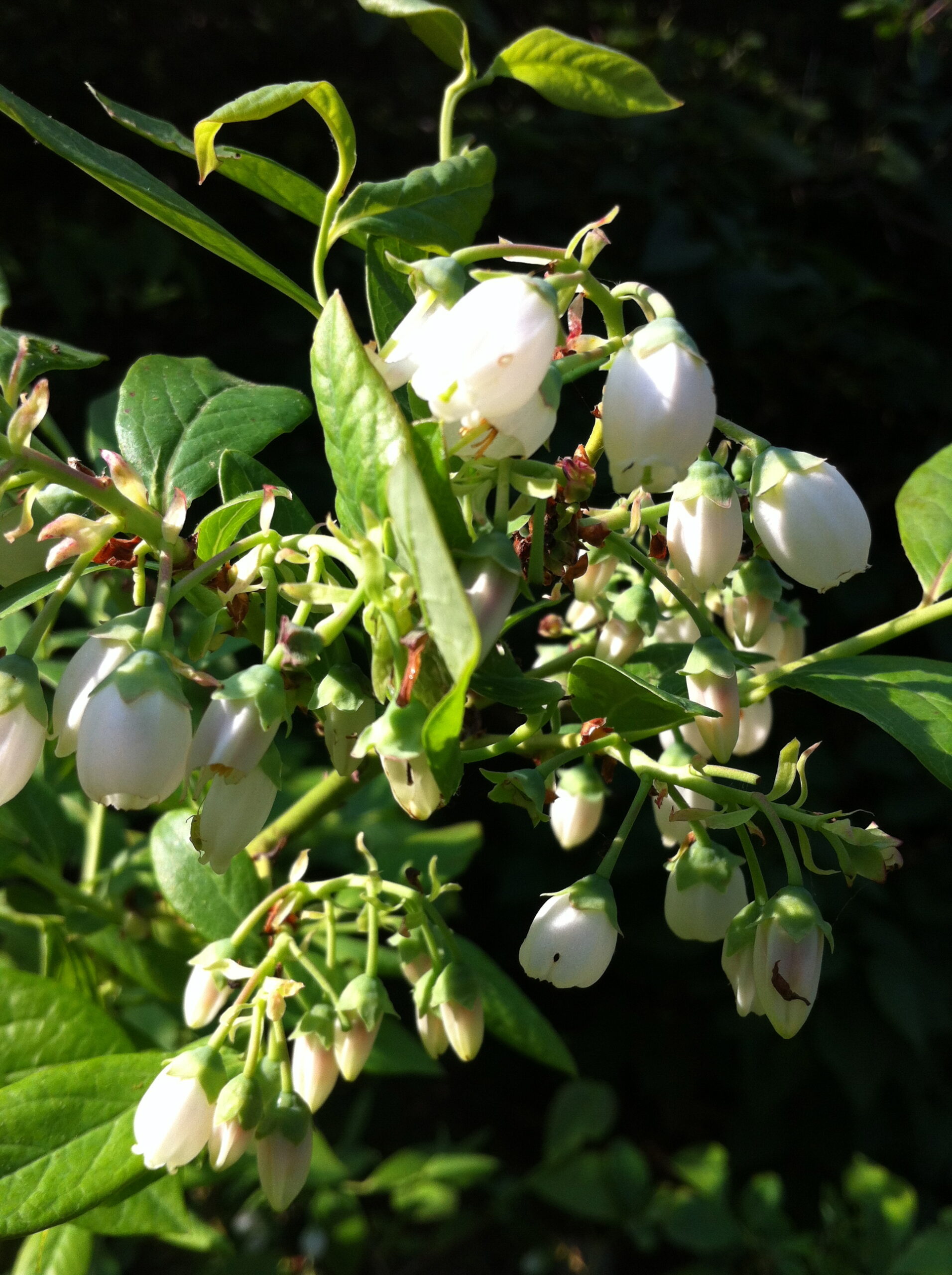 31 Days. 31 Flowers. Teaching kids about the Blueberry Blossom ...