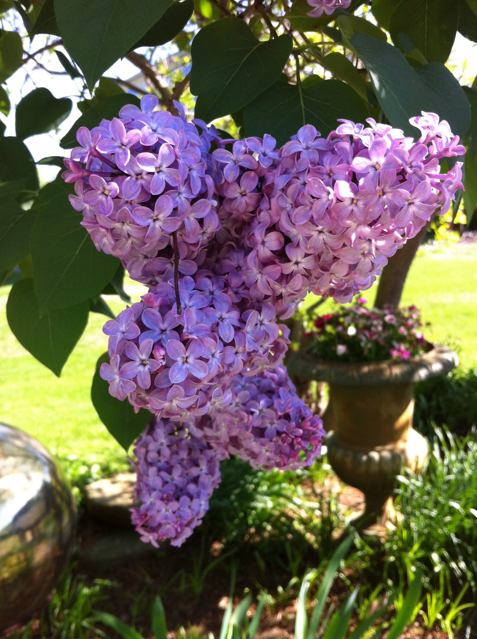 Teaching Kids about Lilacs ~ and maybe even a Poem! - Stylish Life for Moms