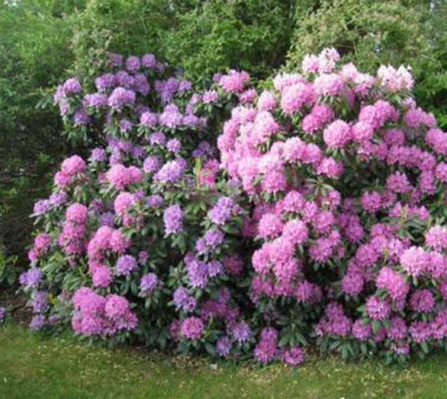 Rhododendron