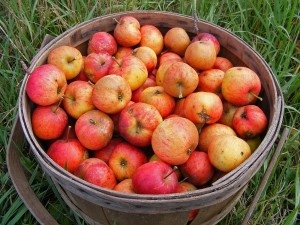 What to Wear Apple Picking