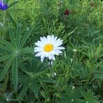 A Lovely daisy - meaning of daisy
