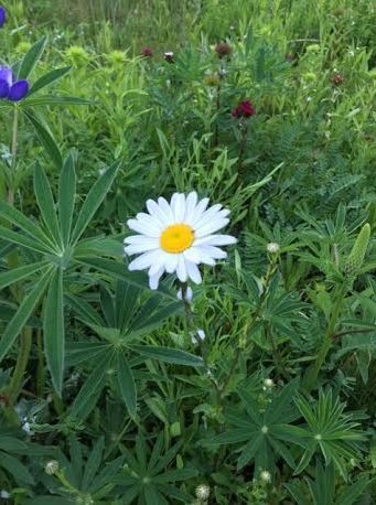 A Lovely daisy - meaning of daisy