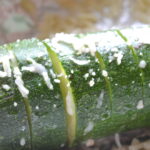 Hasselback Zucchini - Summer Recipe