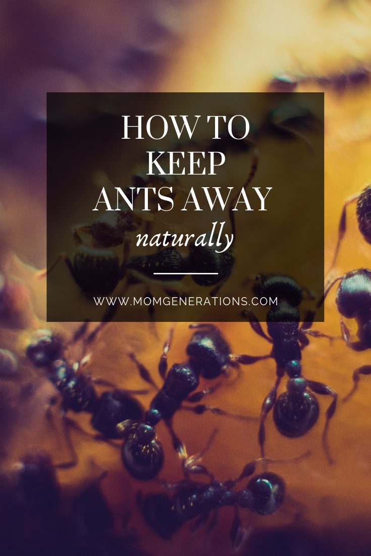 How to Keep Ants Away from Outdoor Summer Gatherings Stylish Life for Moms