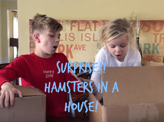 Hamsters in a House