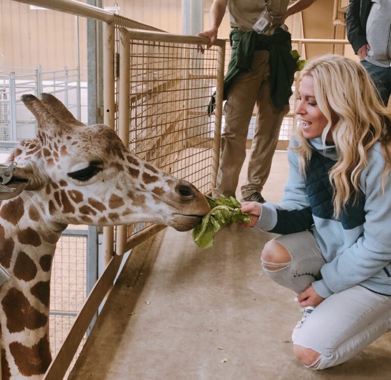 Giraffe Feeding at Omaha Zoo Stylish Life for Moms