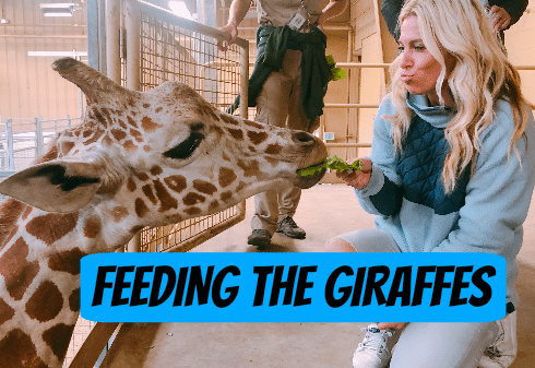 Feeding Giraffes at the Omaha Zoo