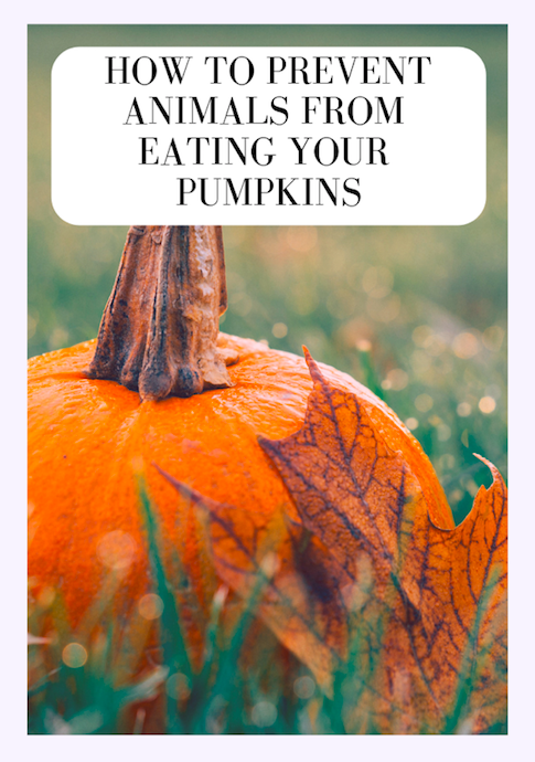 How to Prevent Animals from Eating your Pumpkins