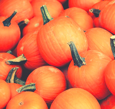 How to Prevent Animals from Eating your Pumpkins