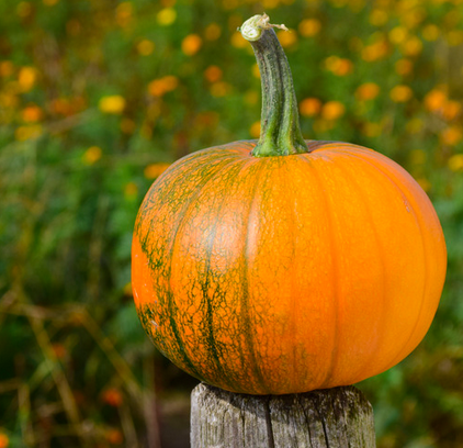 How to Prevent Animals from Eating your Pumpkins