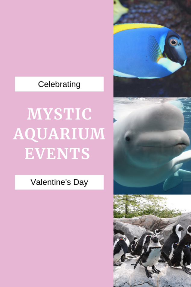 Mystic Aquarium events