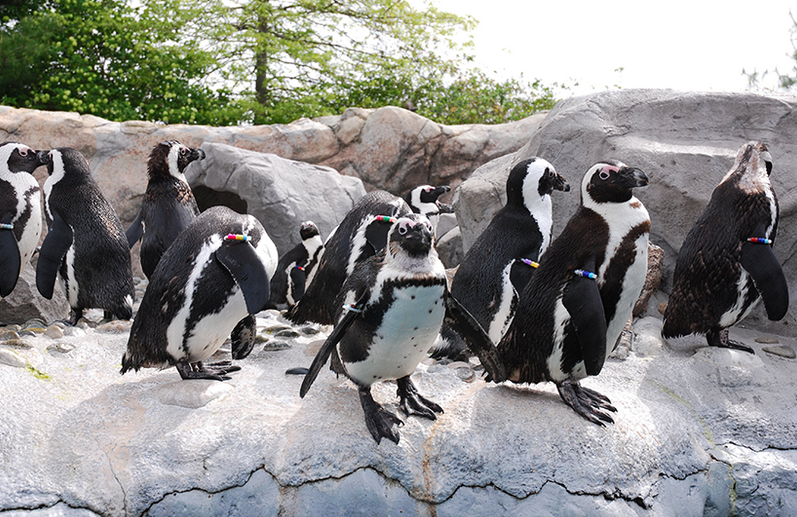 mystic-aquarium-selling-valentine-s-day-cards-painted-by-animals-wpri