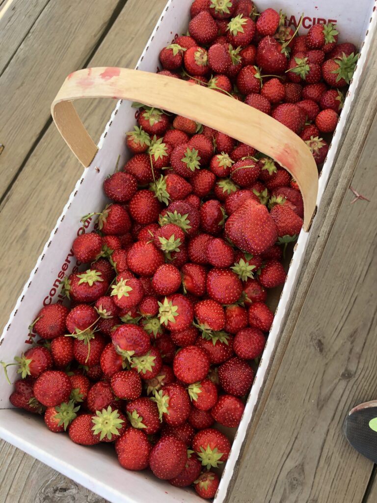 Pick Your Own Strawberries Stylish Life for Moms