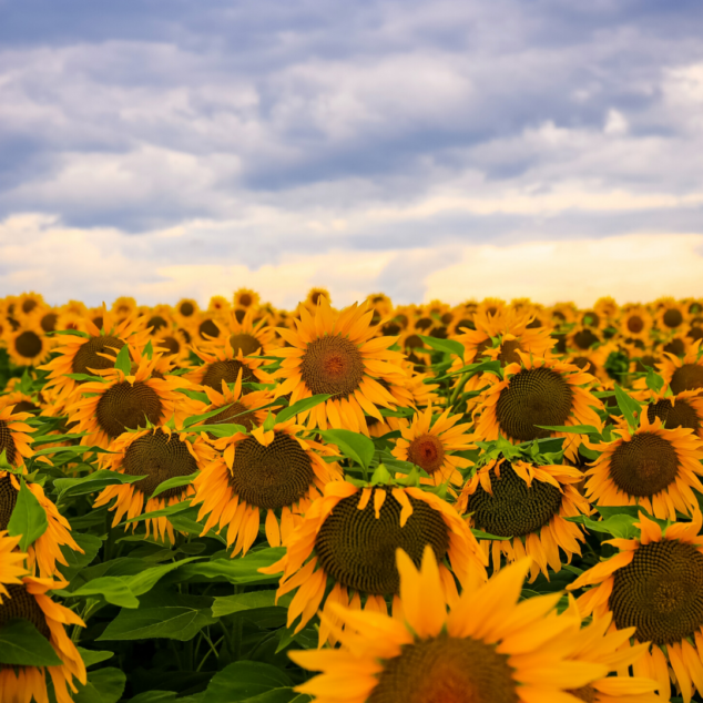 Sunflowers for the Summer