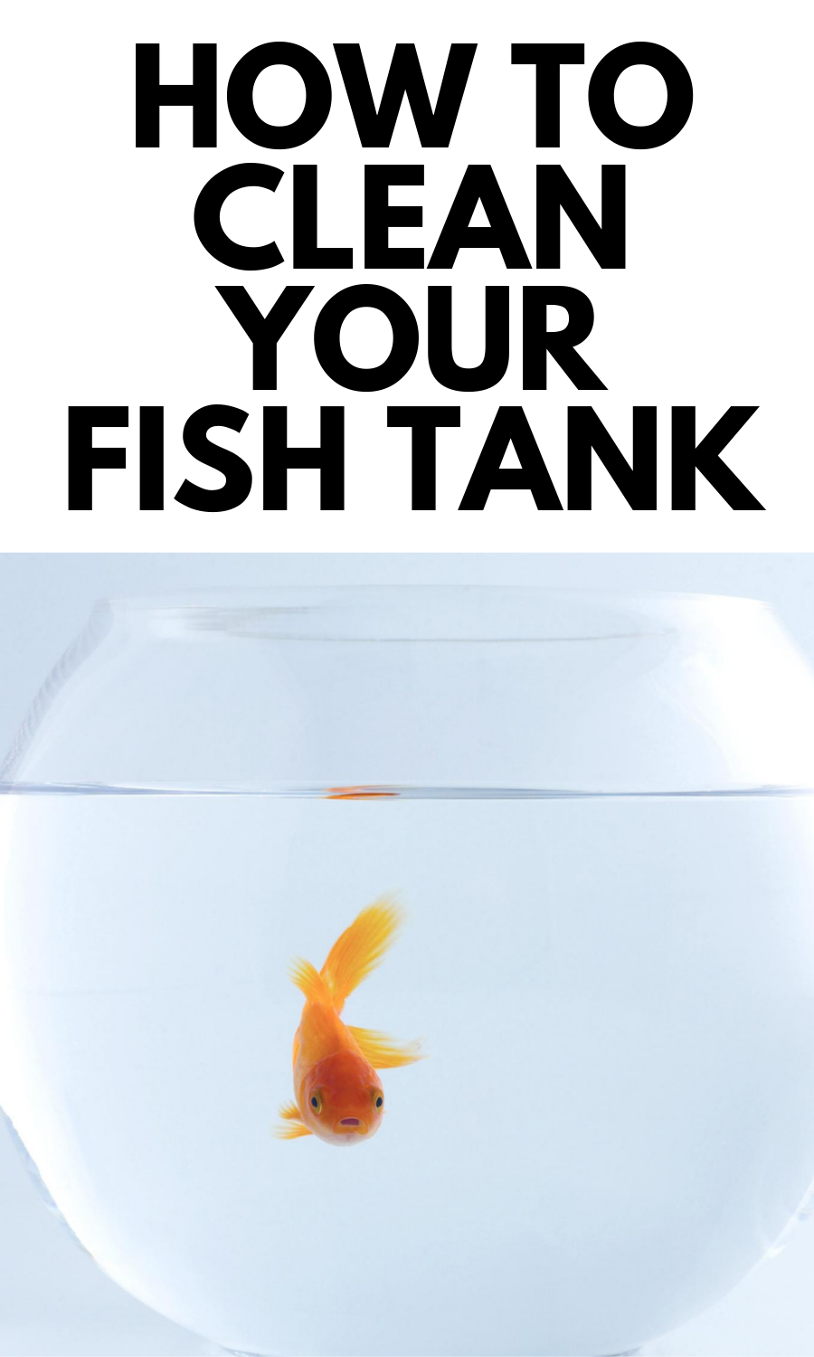 How to Clean a Fish Tank Stylish Life for Moms