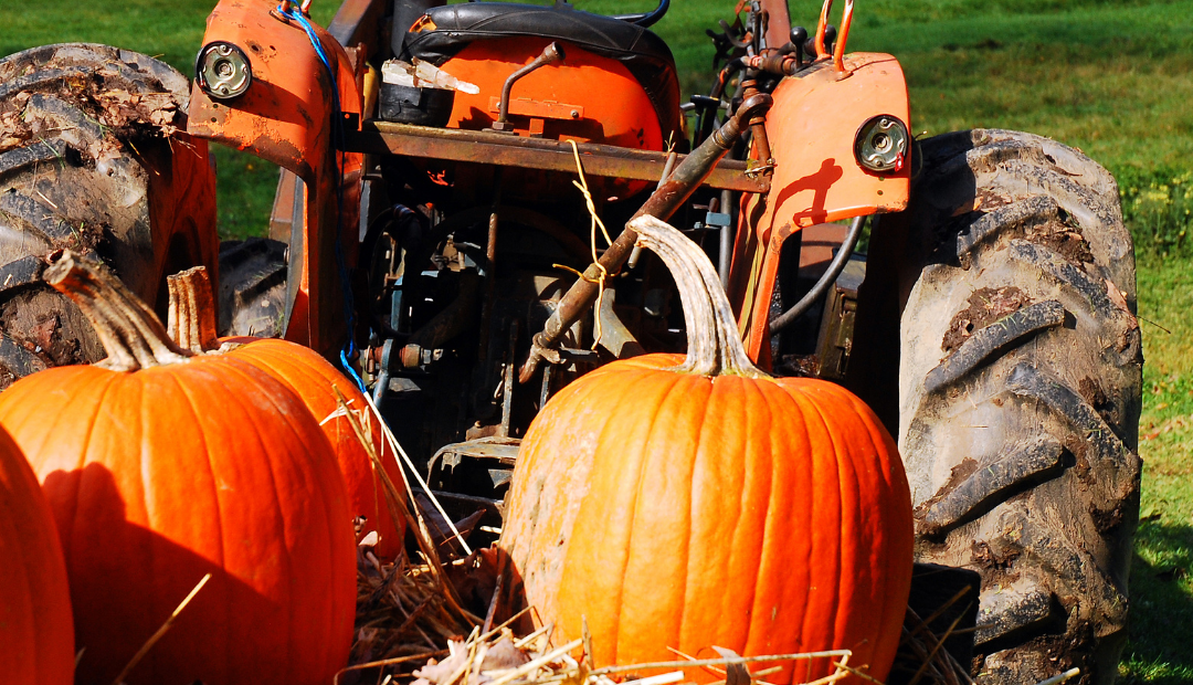 50 FUN things to do in November