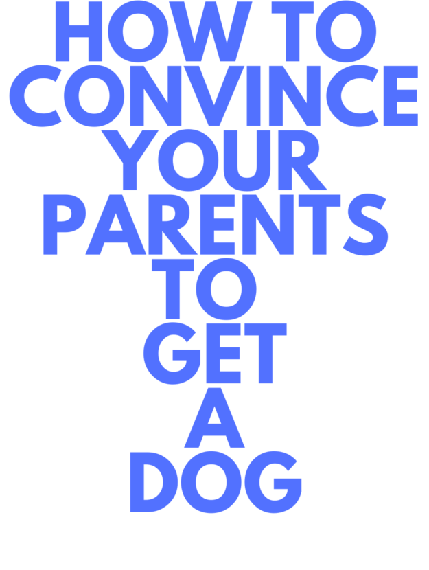 how to convince your parents to buy a dog