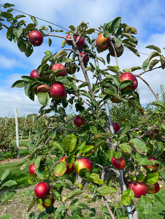 SWEET BERRY FARM MIDDLETOWN RI