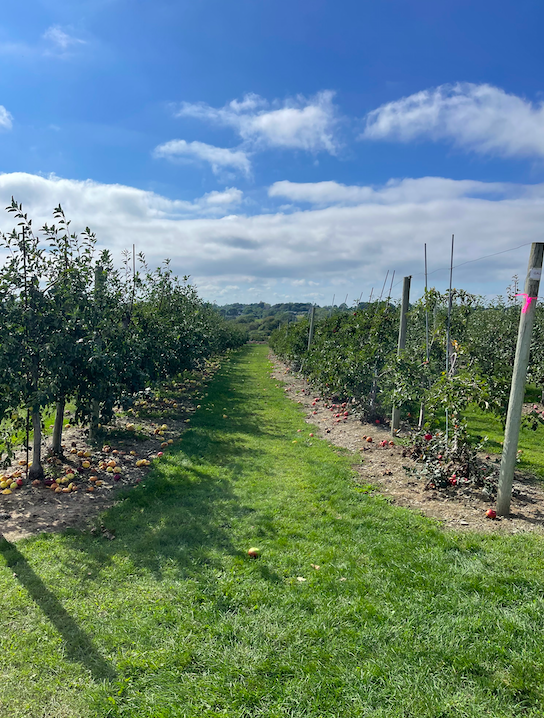 SWEET BERRY FARM MIDDLETOWN RI