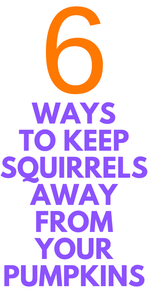How to Stop Squirrels from Eating Pumpkins