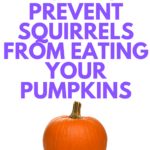 how to prevent squirrels from eating pumpkins