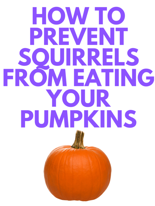 how to prevent squirrels from eating pumpkins