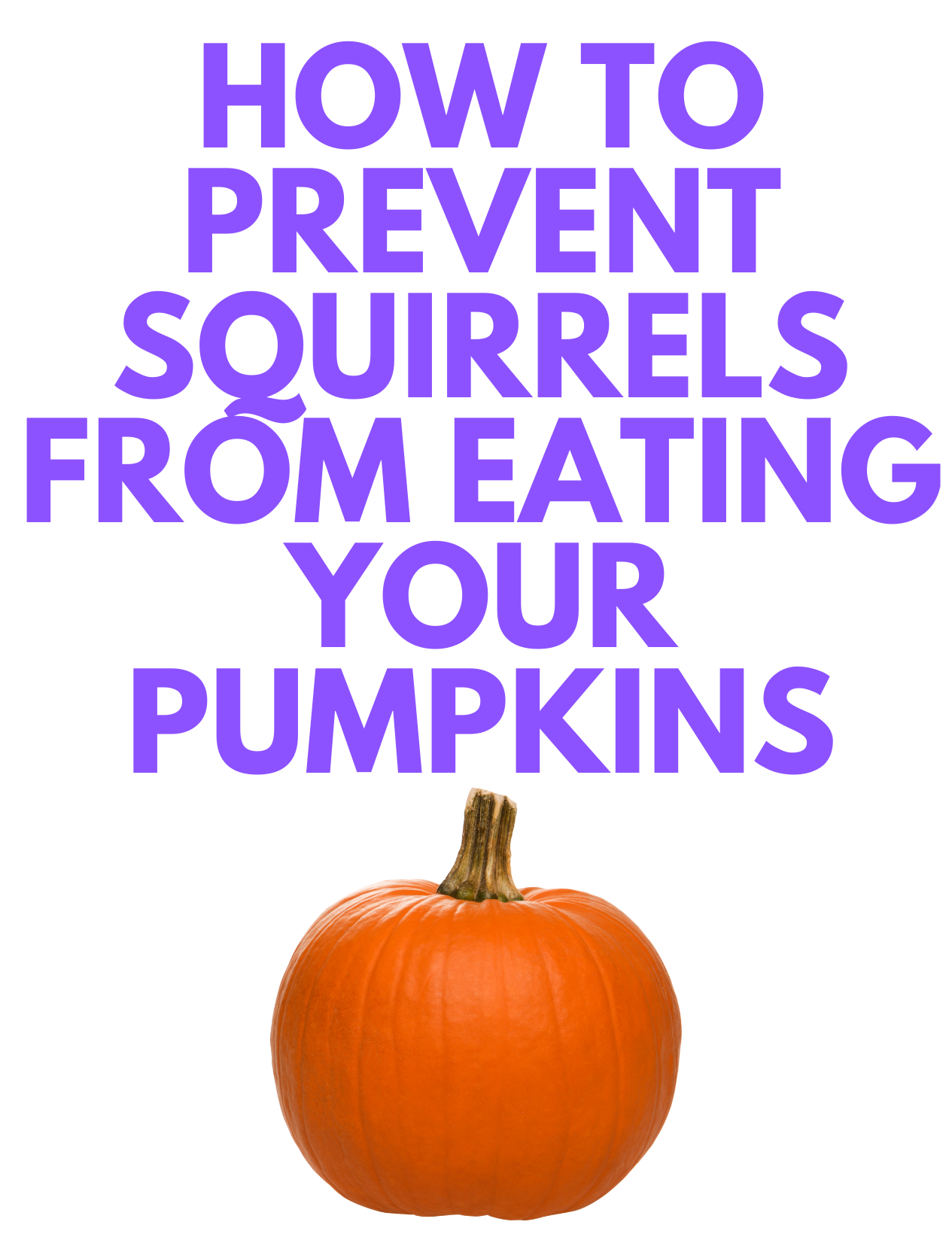 how-to-stop-squirrels-from-eating-pumpkins-stylish-life-for-moms