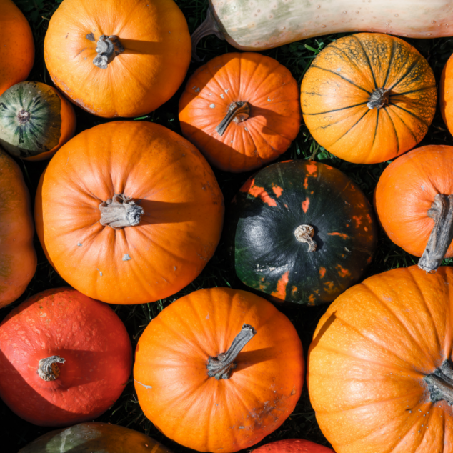 How to Stop Squirrels from Eating Pumpkins