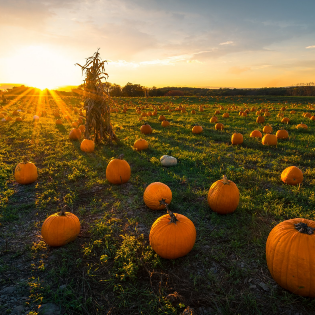 How to Stop Squirrels from Eating Pumpkins