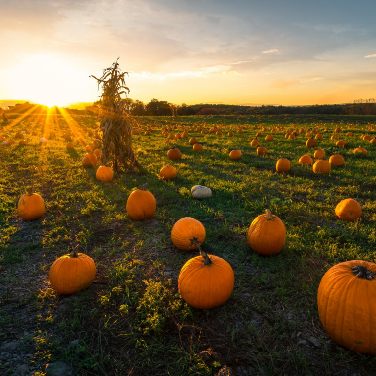 How To Stop Squirrels From Eating Pumpkins - Stylish Life For Moms