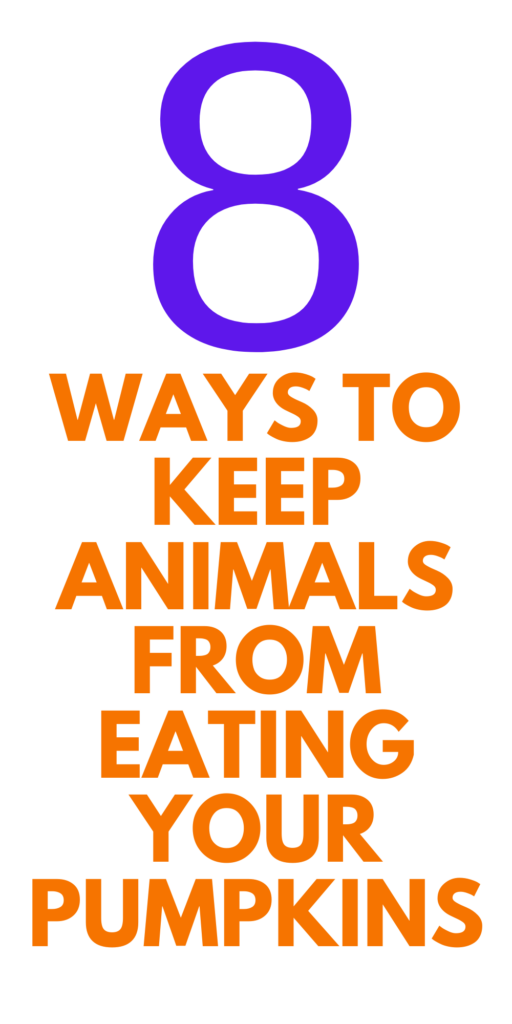 HOW TO KEEP ANIMALS FROM EATING YOUR PUMPKINS
