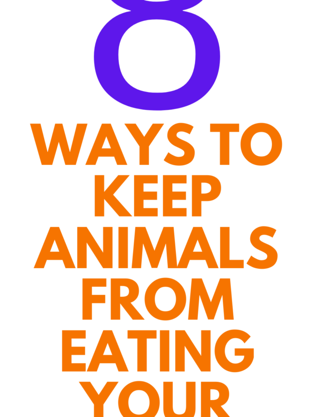 HOW TO KEEP ANIMALS FROM EATING YOUR PUMPKINS
